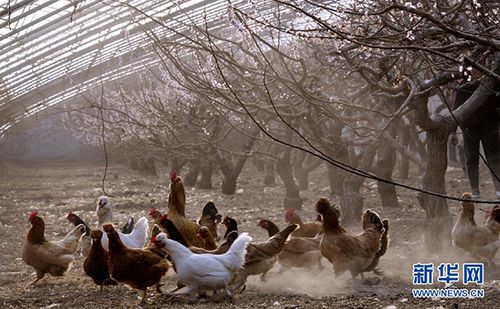 北台村农产品专业合作社的杏树大棚内养殖的林下蛋鸡(3月13日摄).