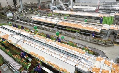 某企业生产车间内,机械化作业线正在对赣南脐橙进行品质分选。 农民日报·中国农网记者 丁乐坤 摄
